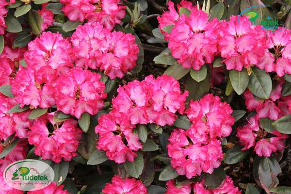 Rhododendron Ann Lindsay